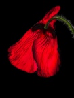 red poppy