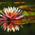 waterlily.jpg