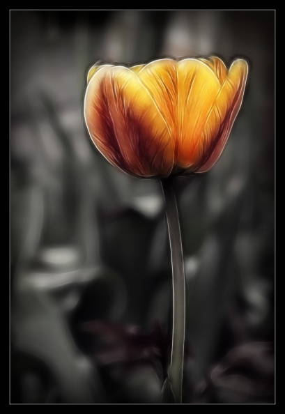 yellow_tulip.jpg