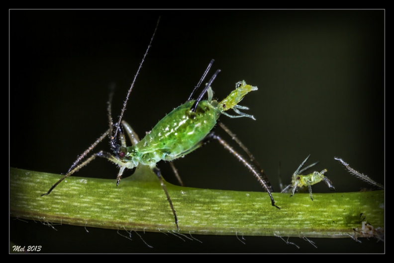 birth aphid.jpg