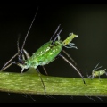 birth aphid