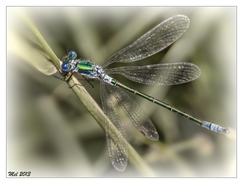 dragonfly_2.jpg