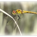 dragonfly 5