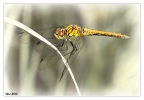 dragonfly 5