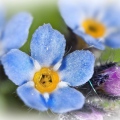 forget-me-not.jpg