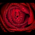red_Rose.jpg