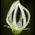 white Flower 