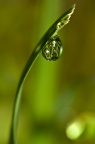 world in a drop  of dew