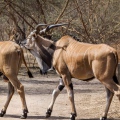 Senegal Bandia antilopa Derbyho1