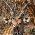 Senegal Bandia antilopa Derbyho3
