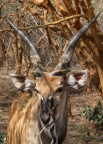 Senegal Bandia antilopa Derbyho3