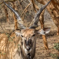 Senegal Bandia antilopa Derbyho2
