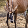 Senegal Bandia antilopa konska