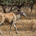Senegal Bandia antilopa losi