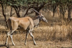 Senegal Bandia antilopa losi