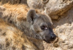 Senegal Bandia hyena