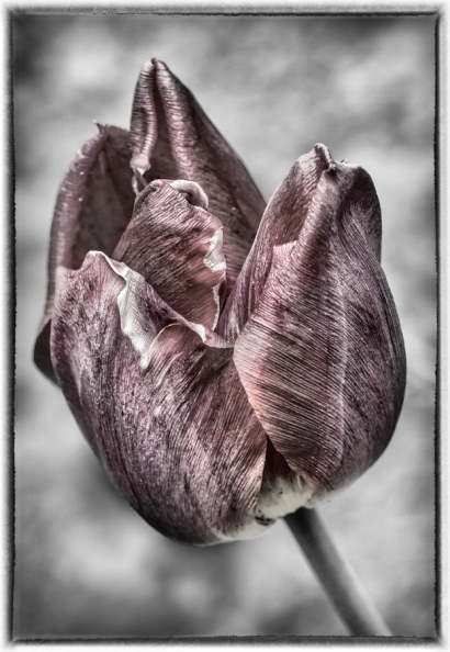tulip (2).jpg