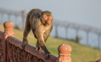 opice u Taj Mahalu